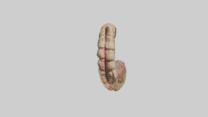Crocodile Small Intestine VR / AR / low-poly