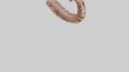 Crocodile Small Intestine VR / AR / low-poly