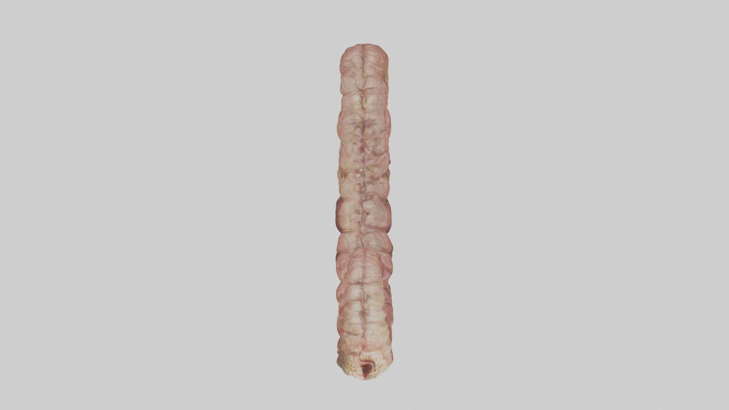 Crocodile Small Intestine VR / AR / low-poly