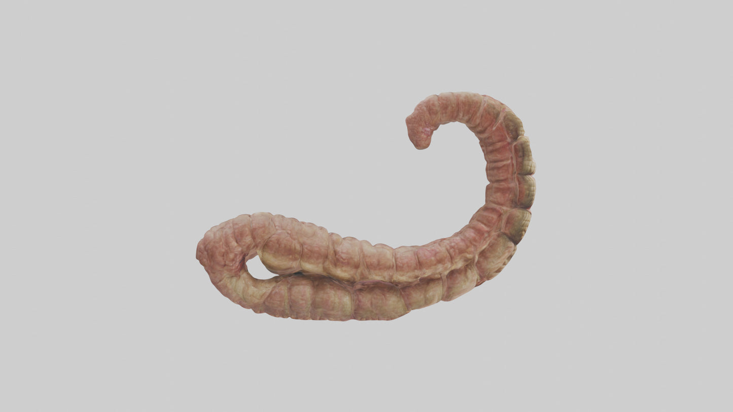 Crocodile Small Intestine VR / AR / low-poly