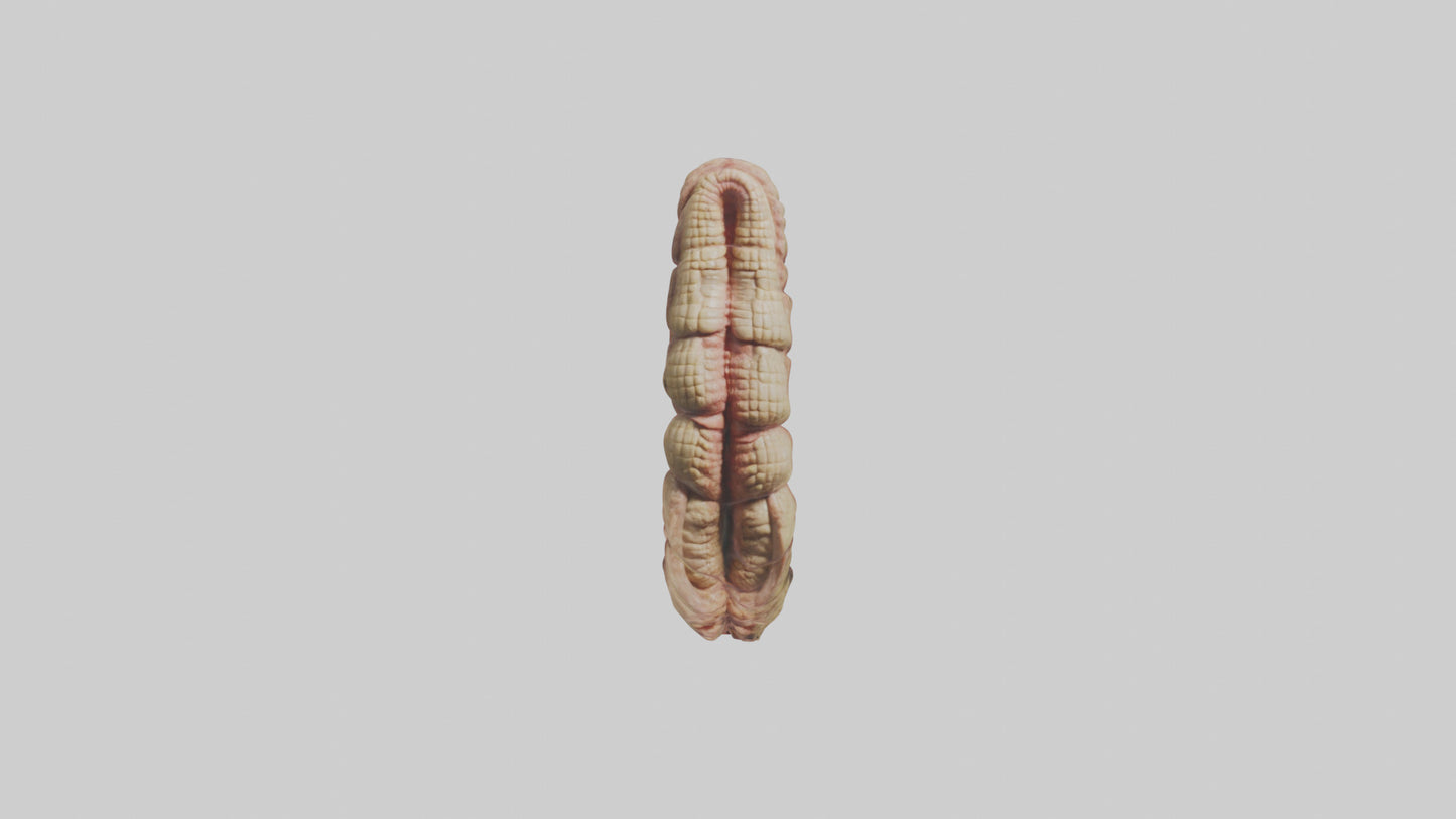 Crocodile Small Intestine VR / AR / low-poly