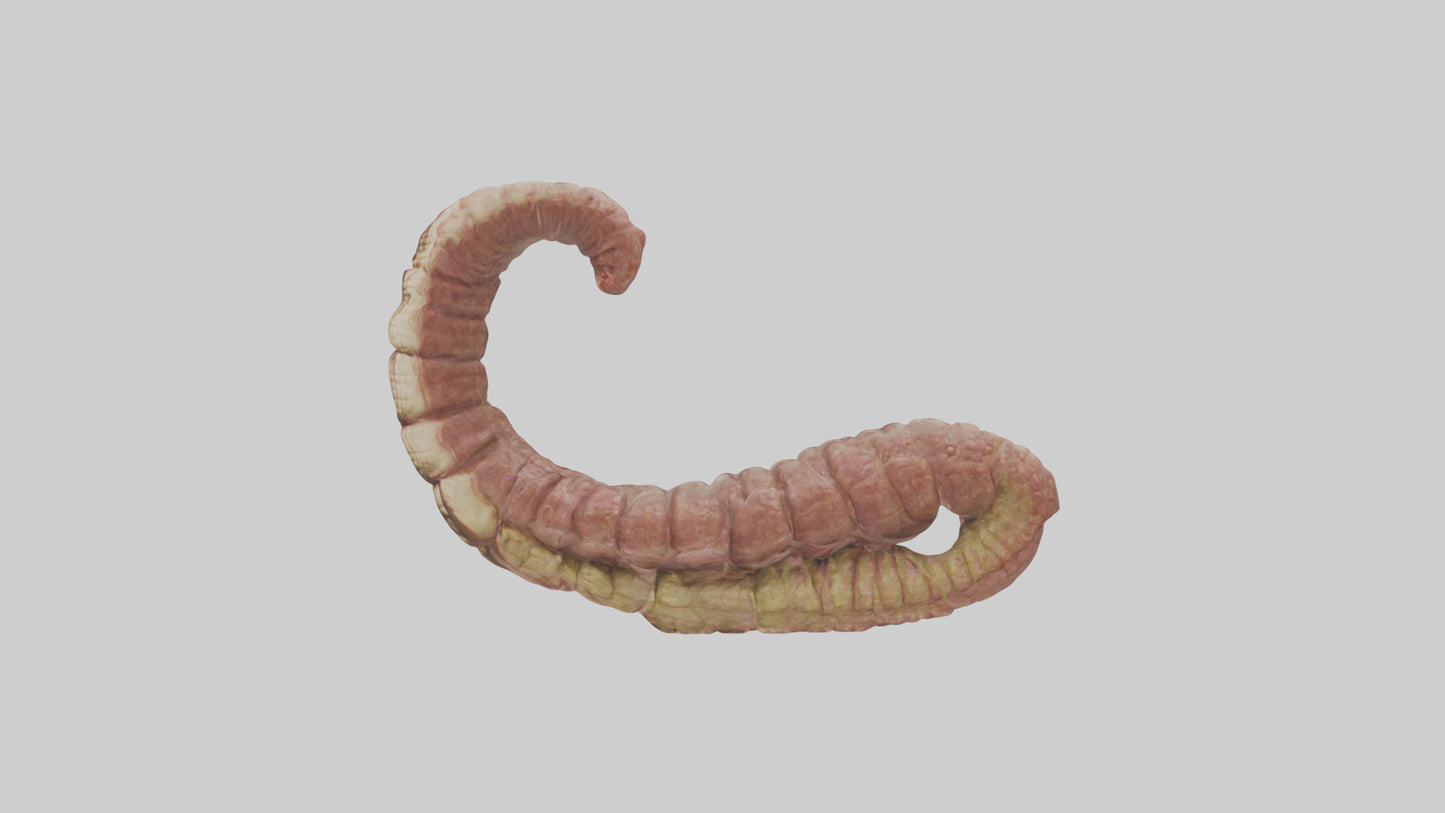 Crocodile Small Intestine VR / AR / low-poly