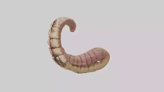 Crocodile Small Intestine VR / AR / low-poly