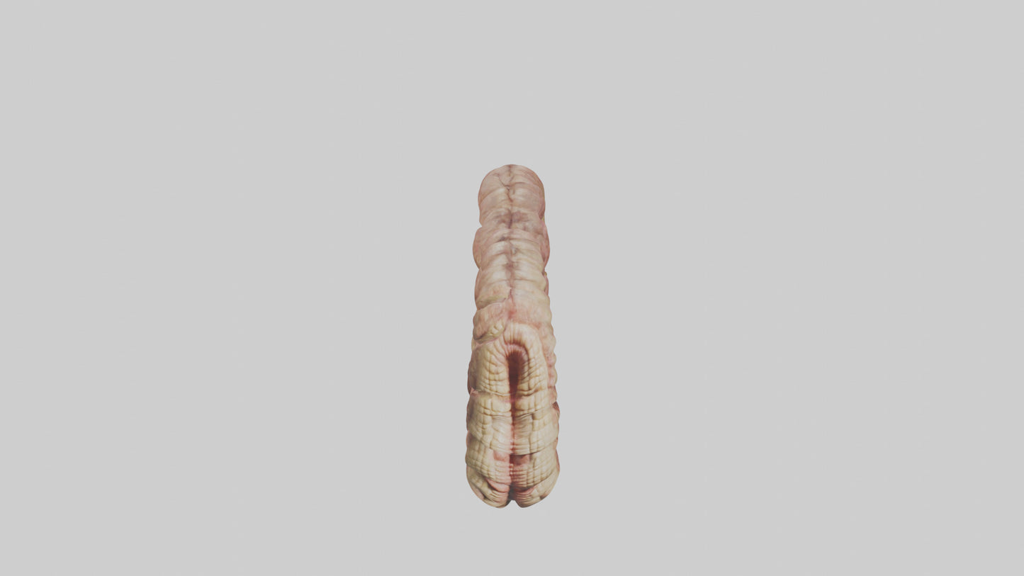 Crocodile Small Intestine VR / AR / low-poly