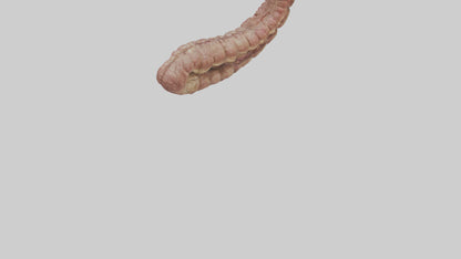 Crocodile Small Intestine VR / AR / low-poly