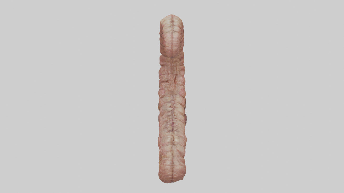Crocodile Small Intestine VR / AR / low-poly