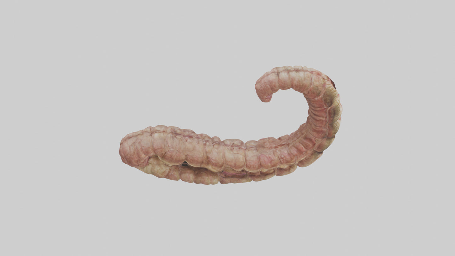 Crocodile Small Intestine VR / AR / low-poly