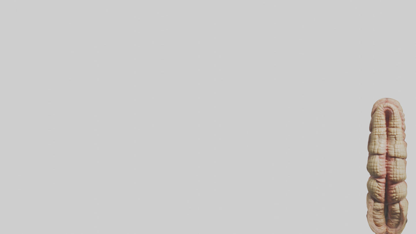 Crocodile Small Intestine VR / AR / low-poly