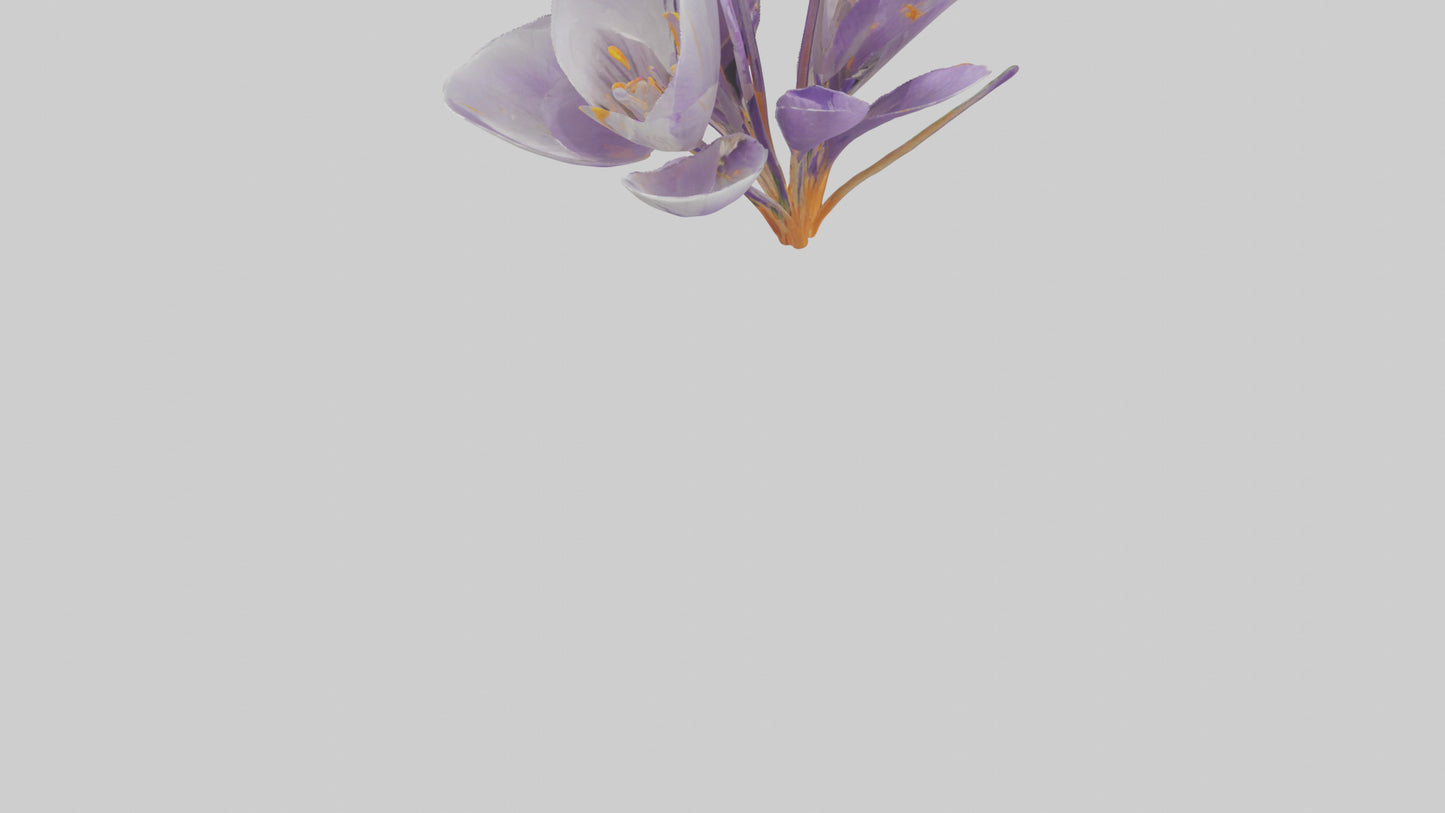 3D model Crocus flower model VR / AR / low-poly