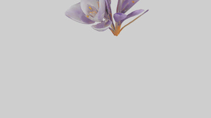 3D model Crocus flower model VR / AR / low-poly