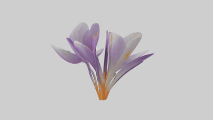 3D model Crocus flower model VR / AR / low-poly