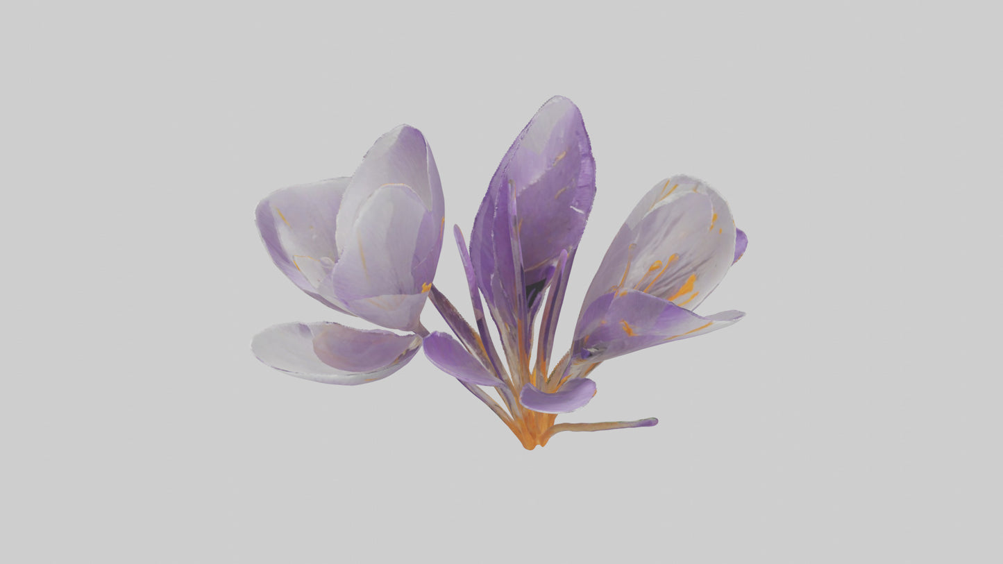 3D model Crocus flower model VR / AR / low-poly