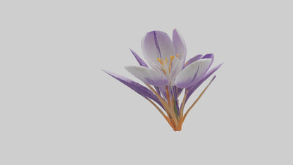 3D model Crocus flower model VR / AR / low-poly