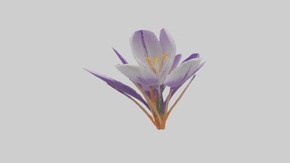 3D model Crocus flower model VR / AR / low-poly