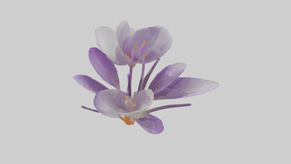 3D model Crocus flower model VR / AR / low-poly