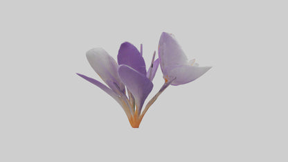 3D model Crocus flower model VR / AR / low-poly