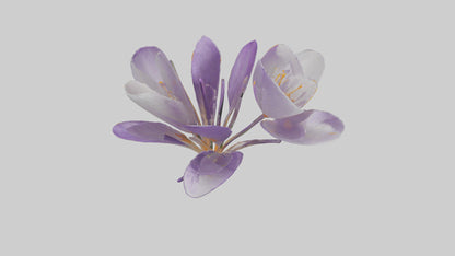 3D model Crocus flower model VR / AR / low-poly