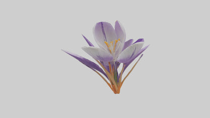 3D model Crocus flower model VR / AR / low-poly