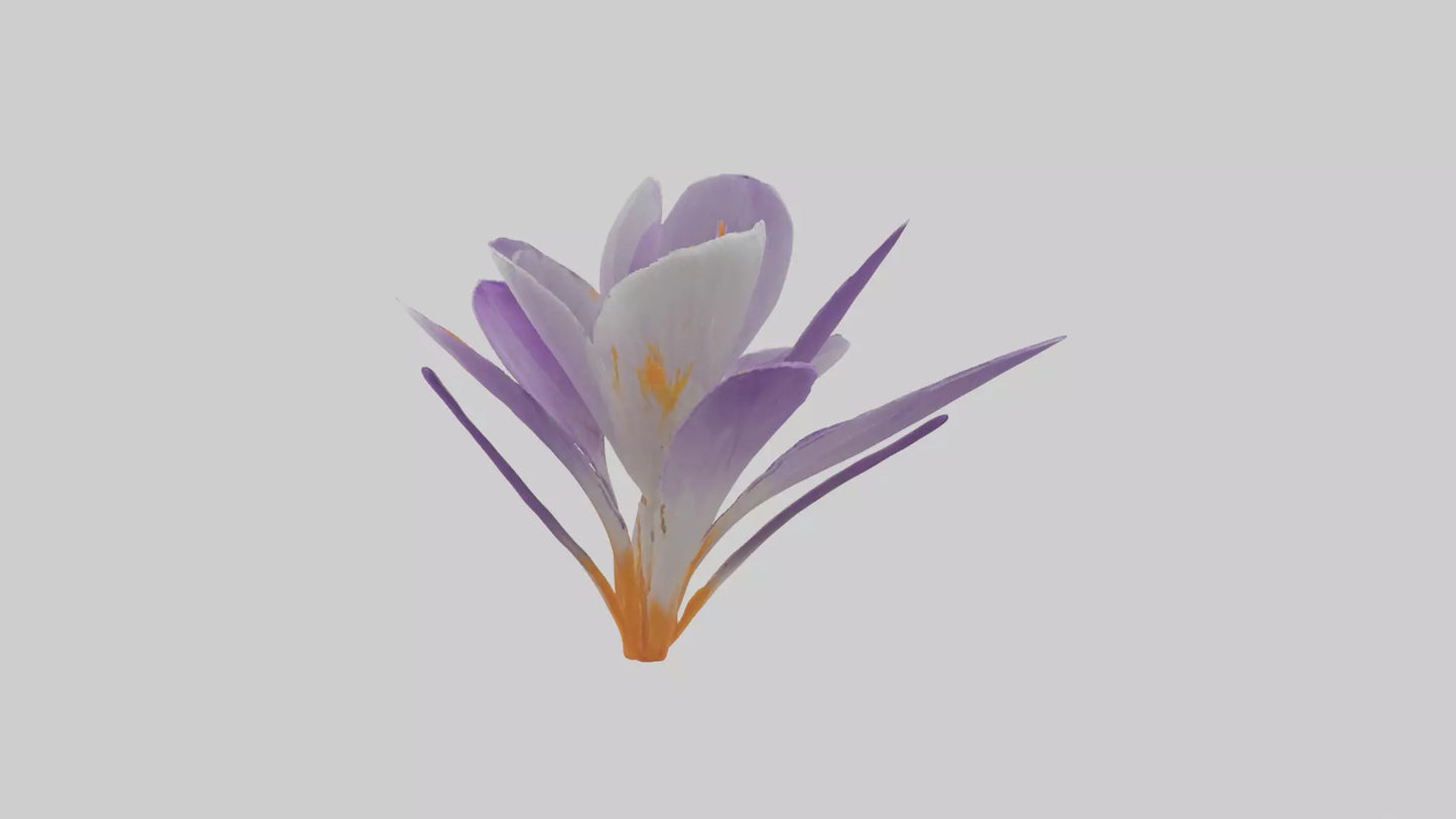 3D model Crocus flower model VR / AR / low-poly