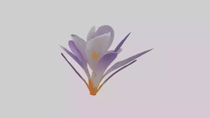 3D model Crocus flower model VR / AR / low-poly