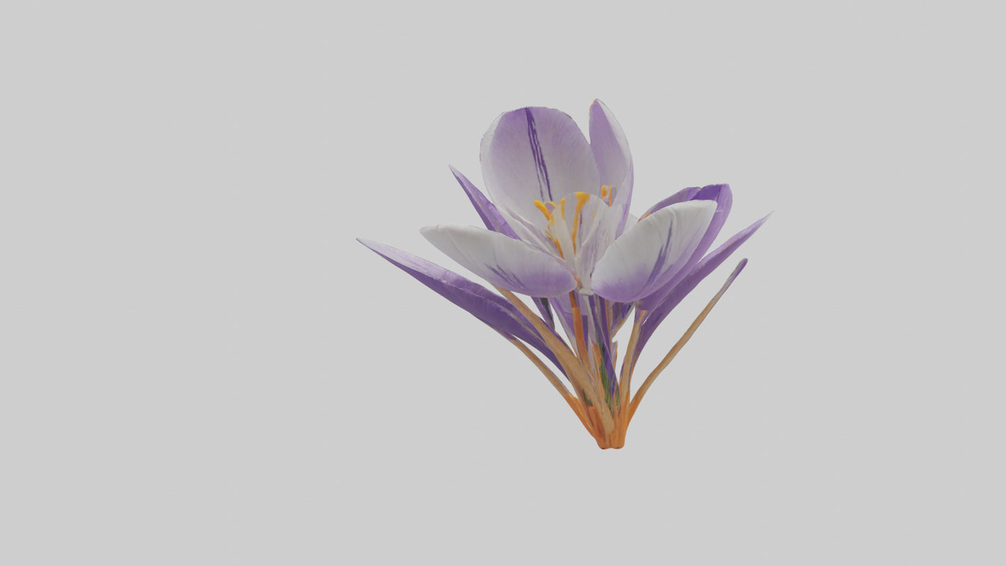 3D model Crocus flower model VR / AR / low-poly
