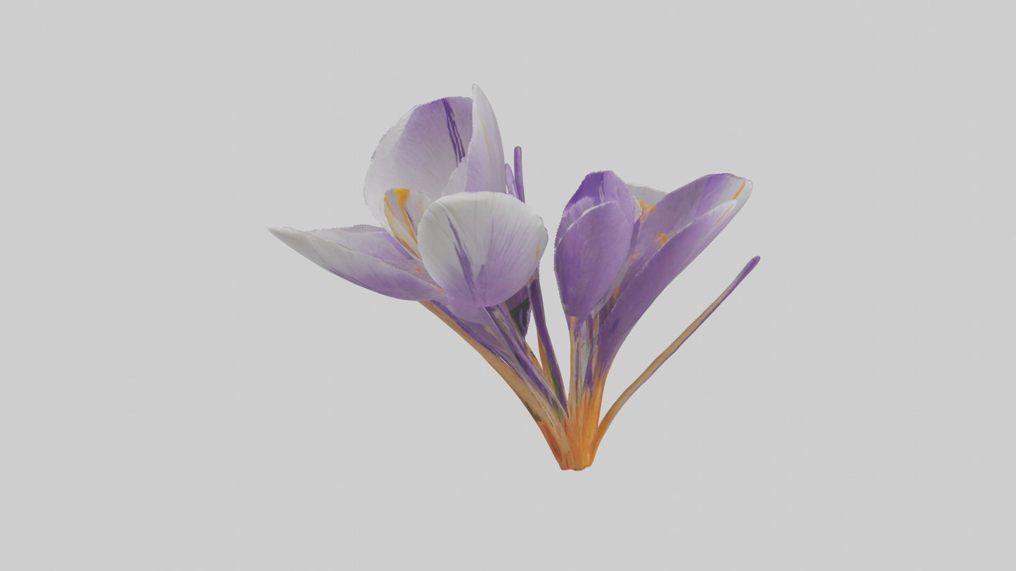 3D model Crocus flower model VR / AR / low-poly