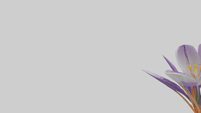 3D model Crocus flower model VR / AR / low-poly