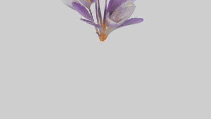 3D model Crocus flower model VR / AR / low-poly