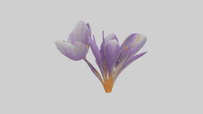 3D model Crocus flower model VR / AR / low-poly