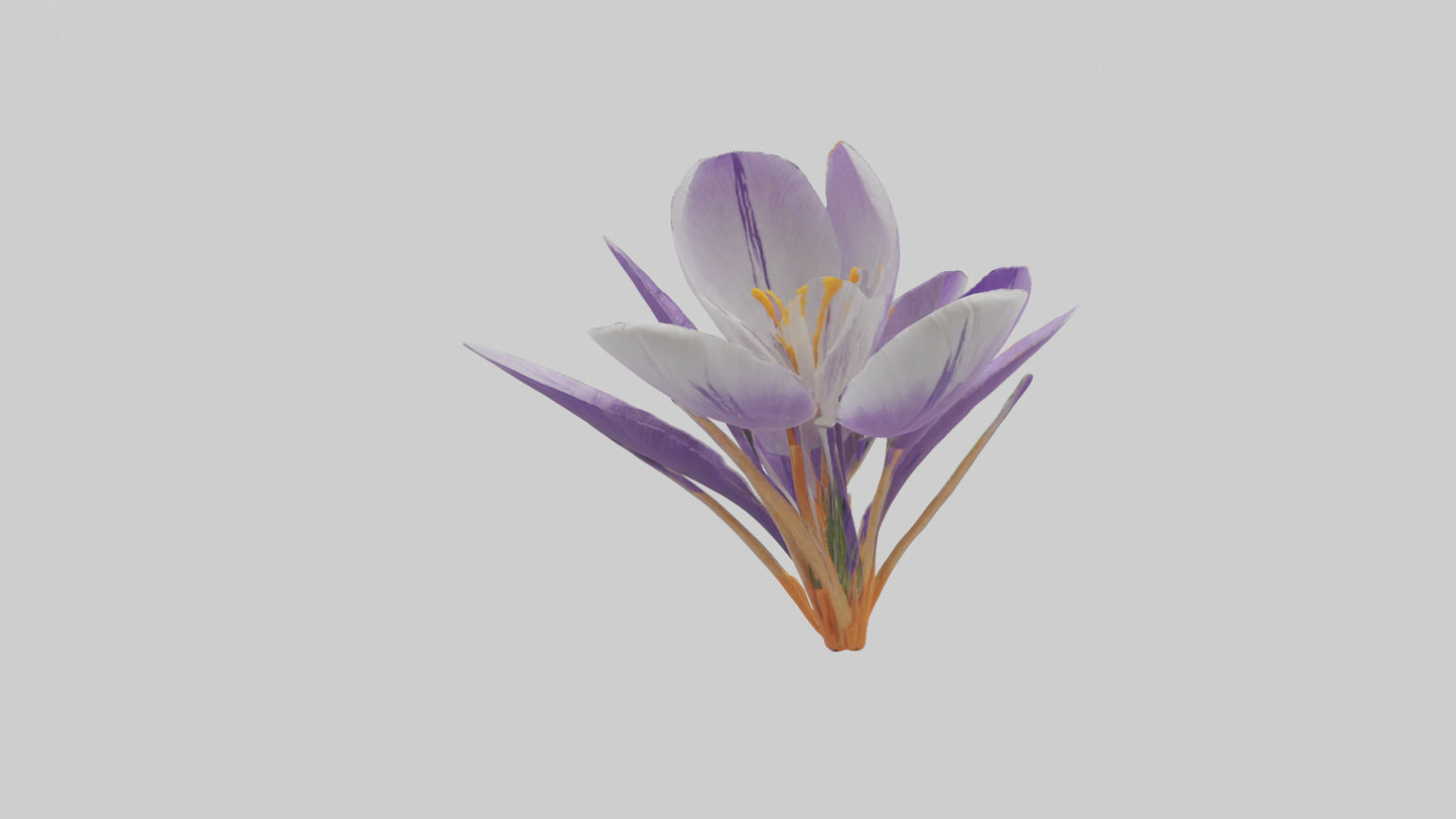 3D model Crocus flower model VR / AR / low-poly