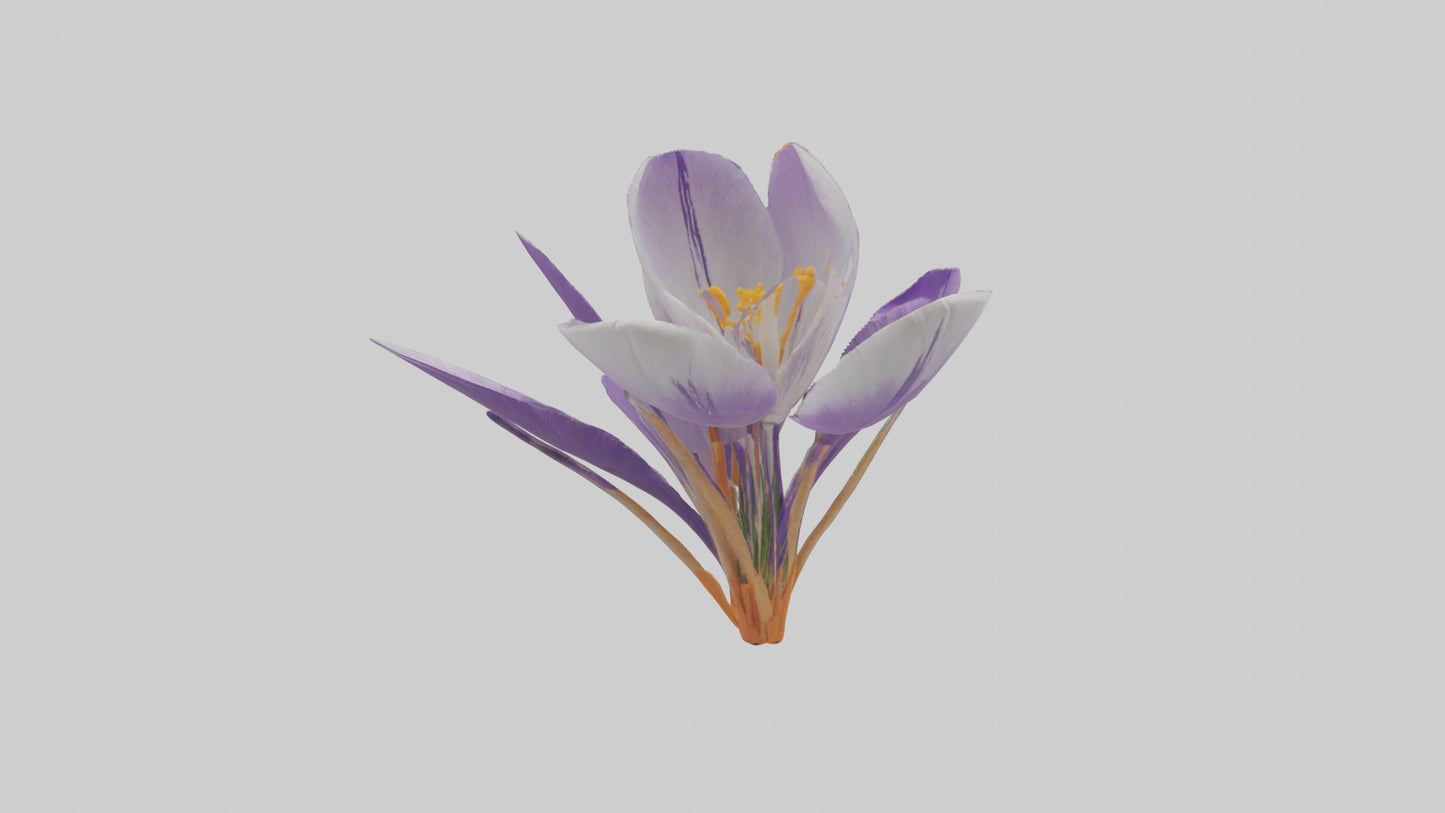 3D model Crocus flower model VR / AR / low-poly