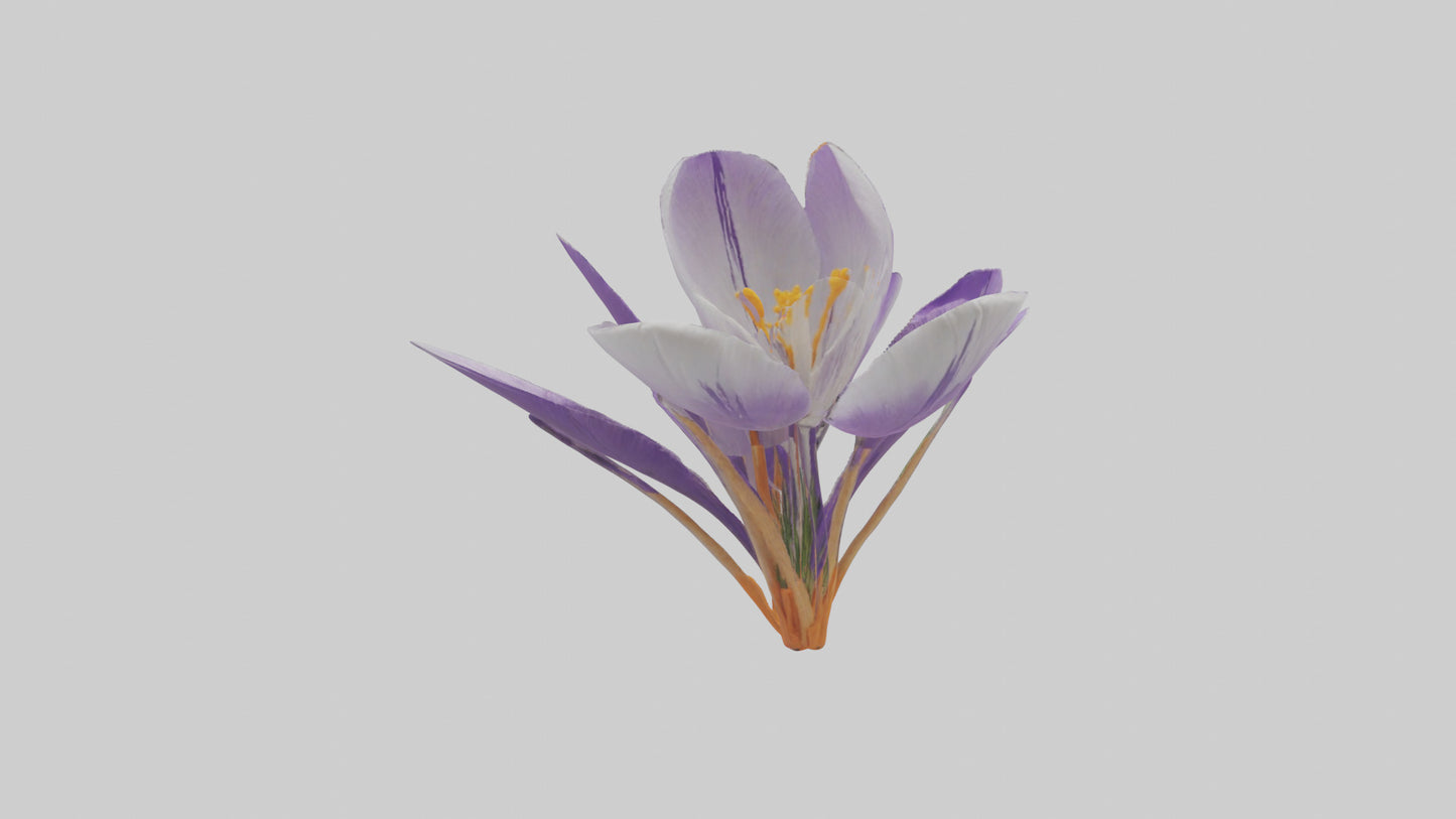 3D model Crocus flower model VR / AR / low-poly