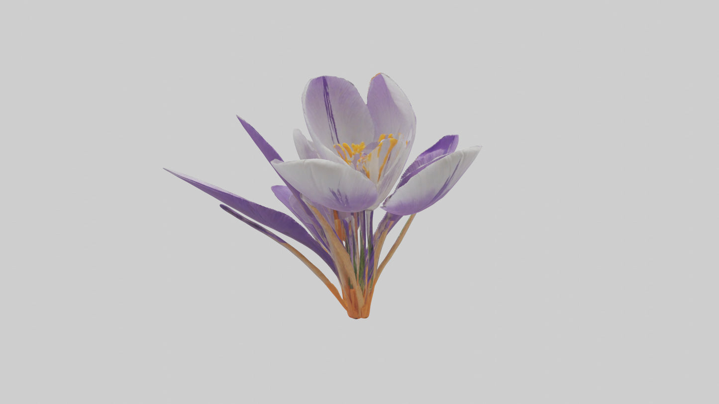 3D model Crocus flower model VR / AR / low-poly
