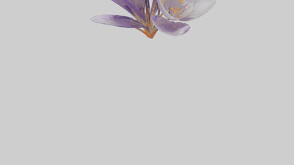 3D model Crocus flower model VR / AR / low-poly