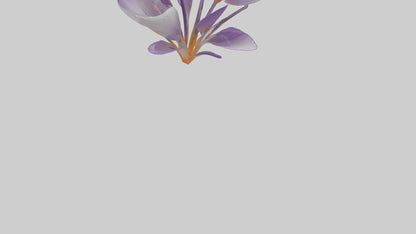 3D model Crocus flower model VR / AR / low-poly