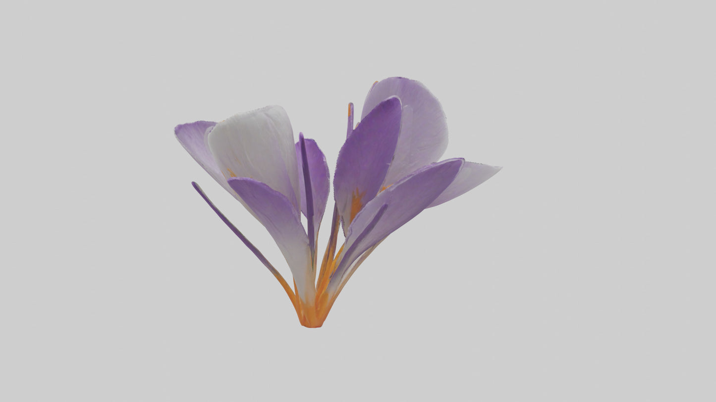 3D model Crocus flower model VR / AR / low-poly