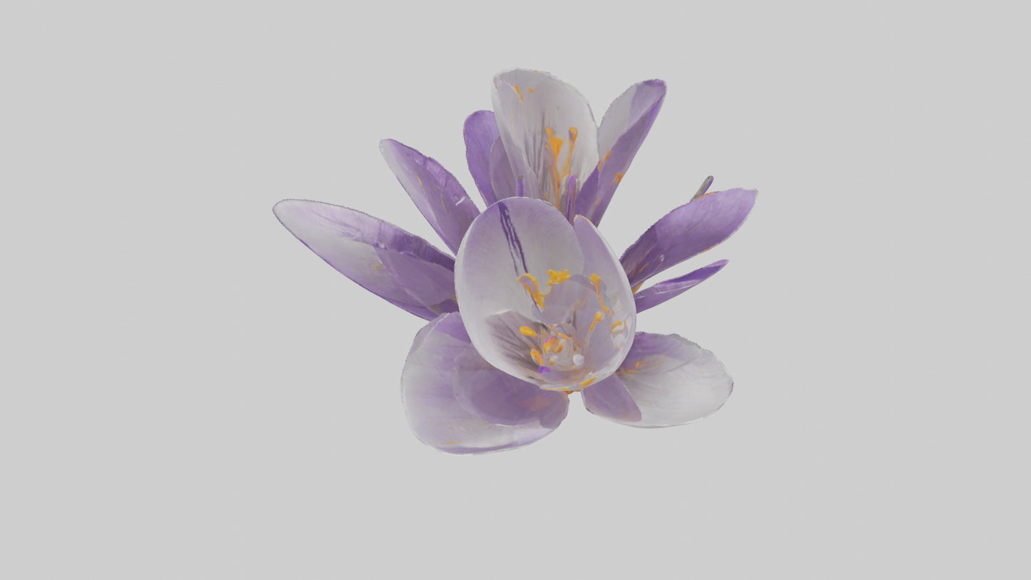 3D model Crocus flower model VR / AR / low-poly