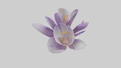 3D model Crocus flower model VR / AR / low-poly