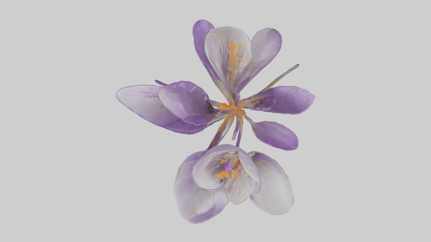 3D model Crocus flower model VR / AR / low-poly