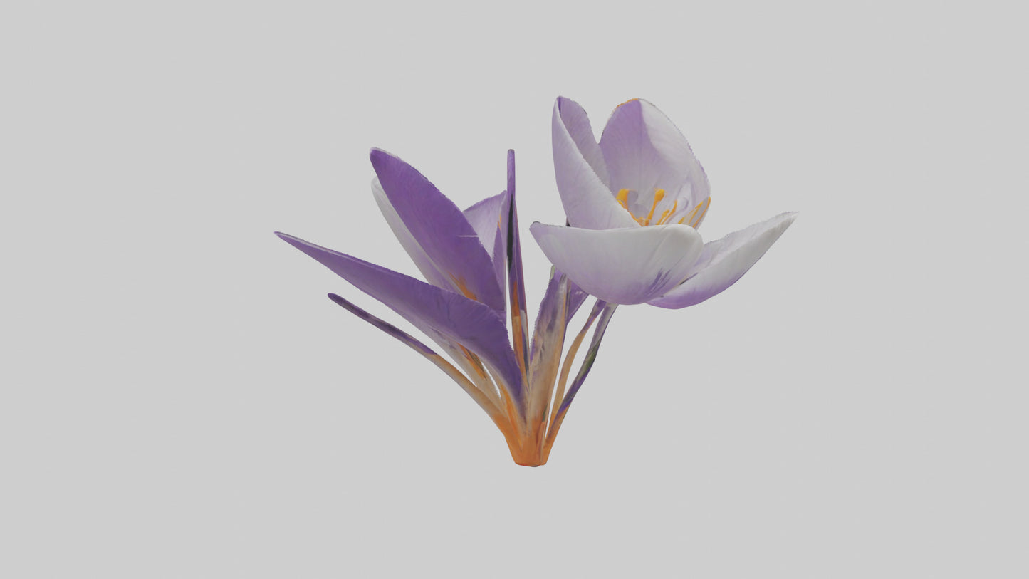 3D model Crocus flower model VR / AR / low-poly