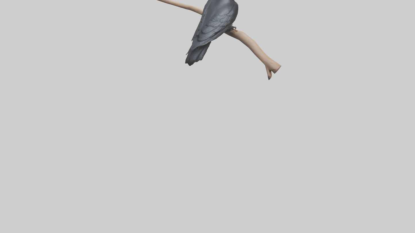 Crow perched model VR / AR / low-poly