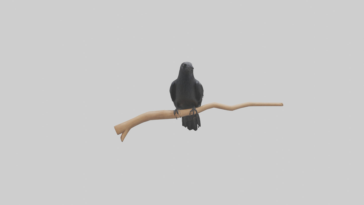 Crow perched model VR / AR / low-poly