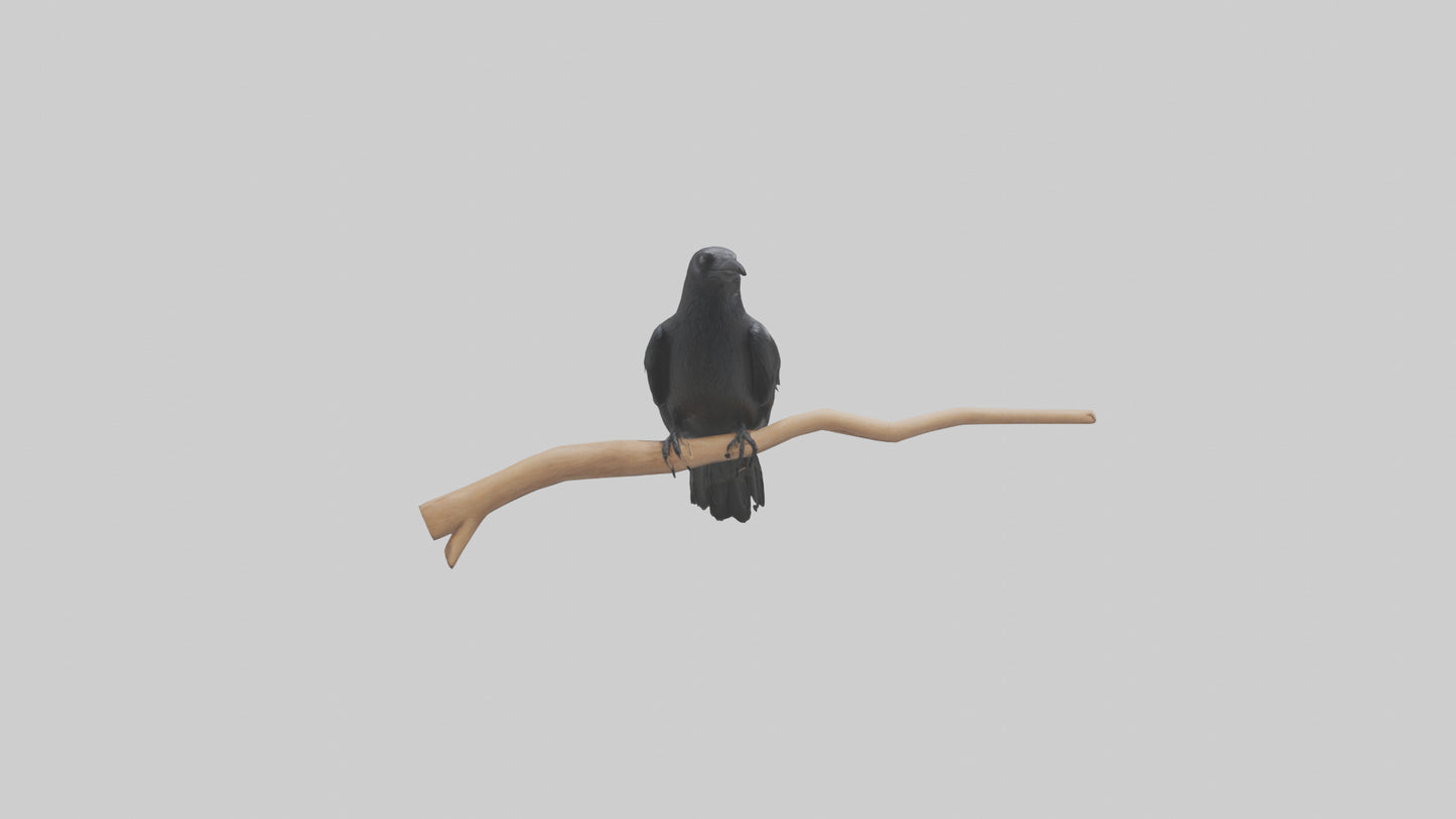 Crow perched model VR / AR / low-poly
