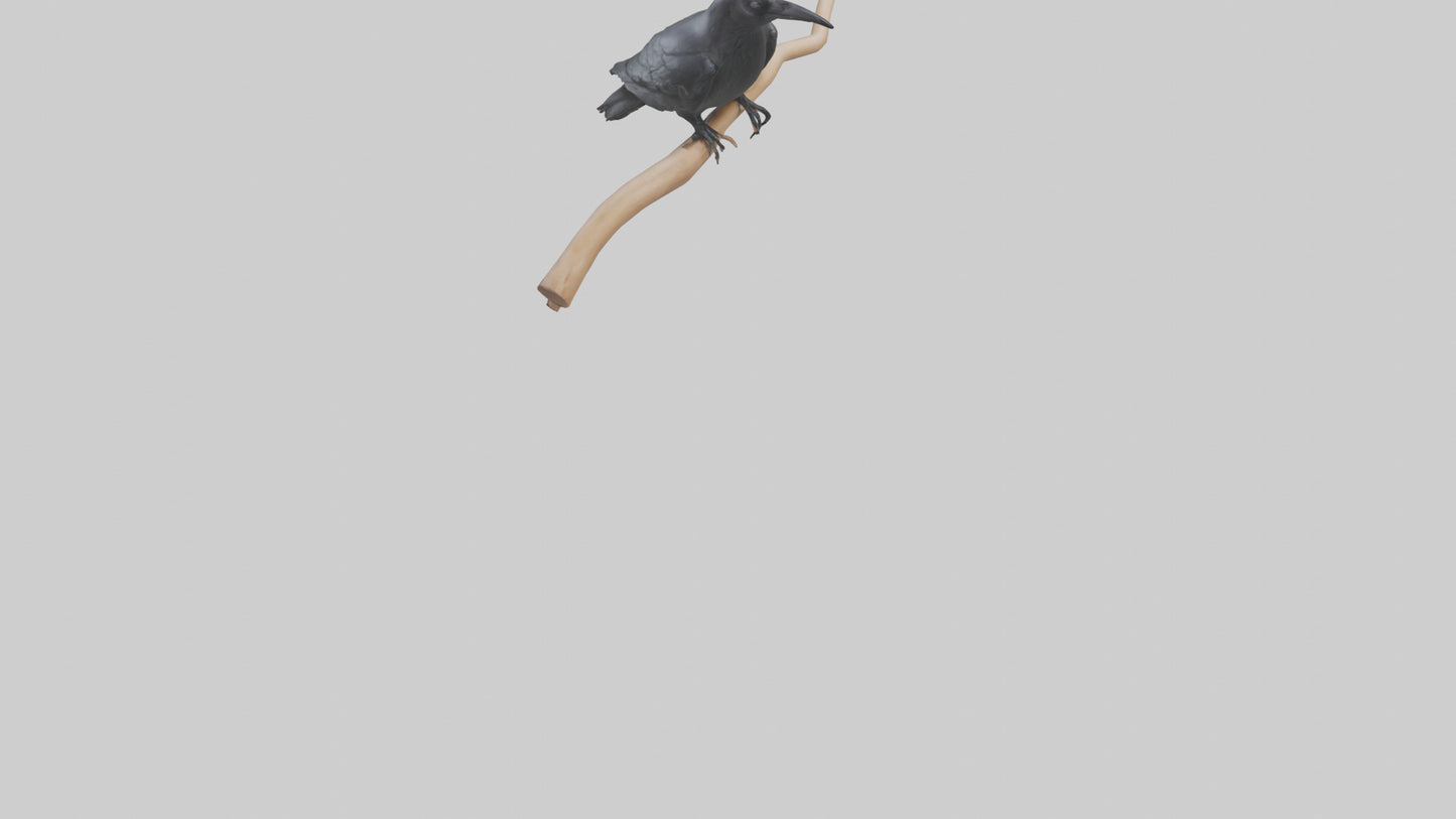 Crow perched model VR / AR / low-poly