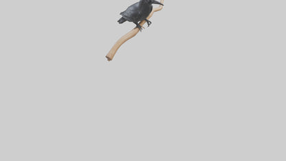 Crow perched model VR / AR / low-poly