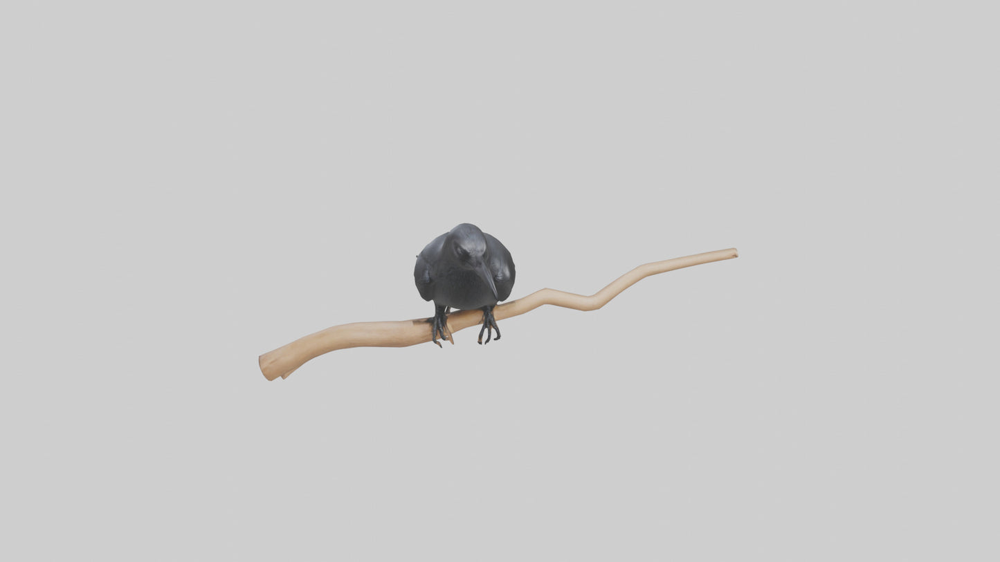 Crow perched model VR / AR / low-poly