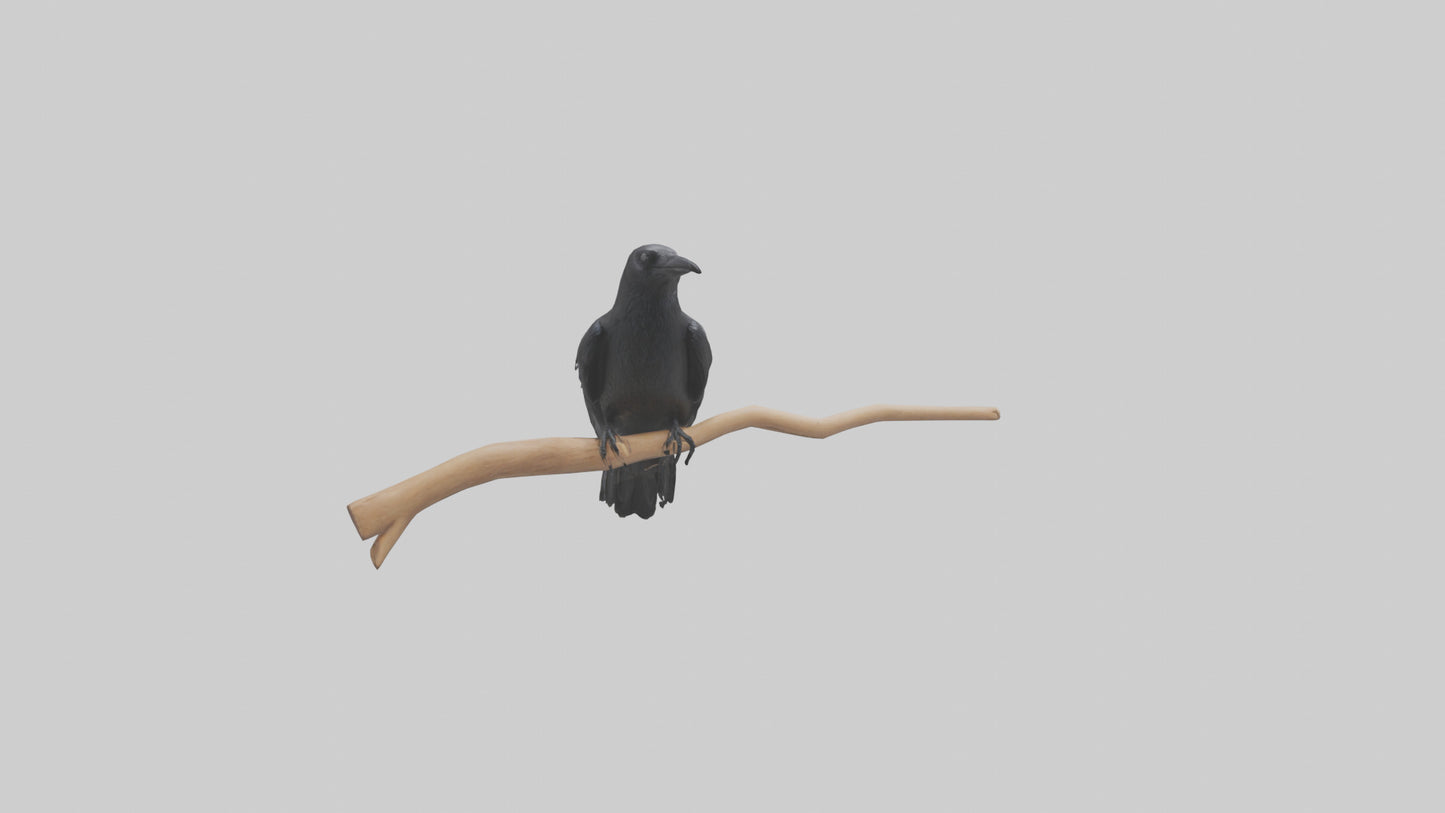 Crow perched model VR / AR / low-poly