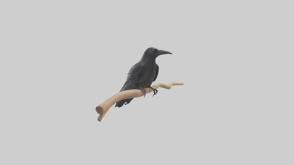 Crow perched model VR / AR / low-poly