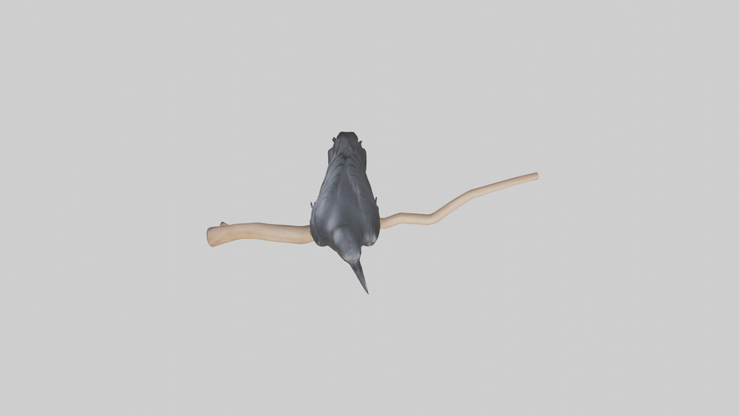Crow perched model VR / AR / low-poly