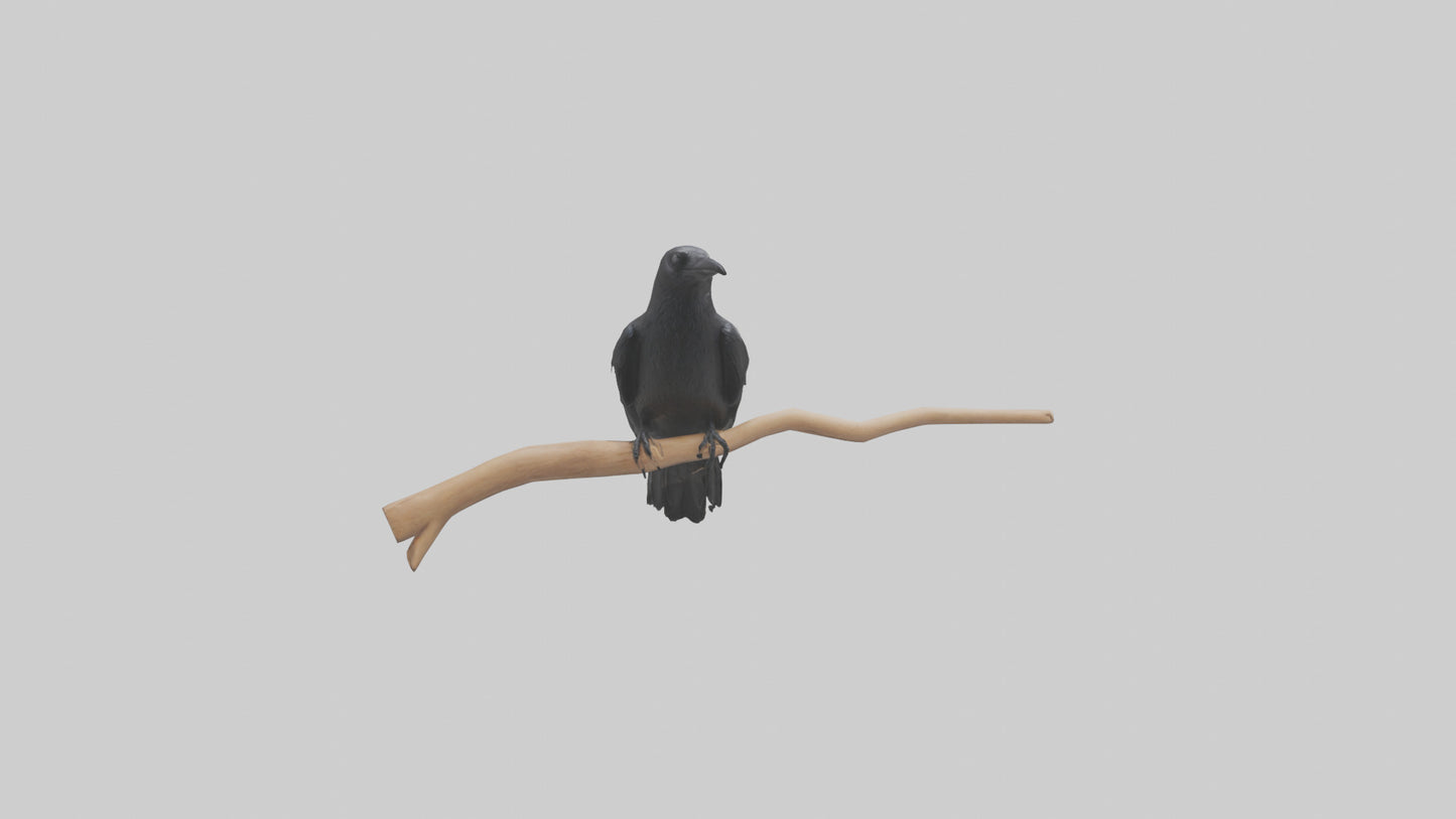 Crow perched model VR / AR / low-poly
